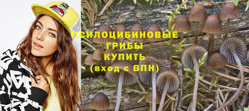 купить наркотики сайты  Серпухов  Псилоцибиновые грибы Psilocybine cubensis 